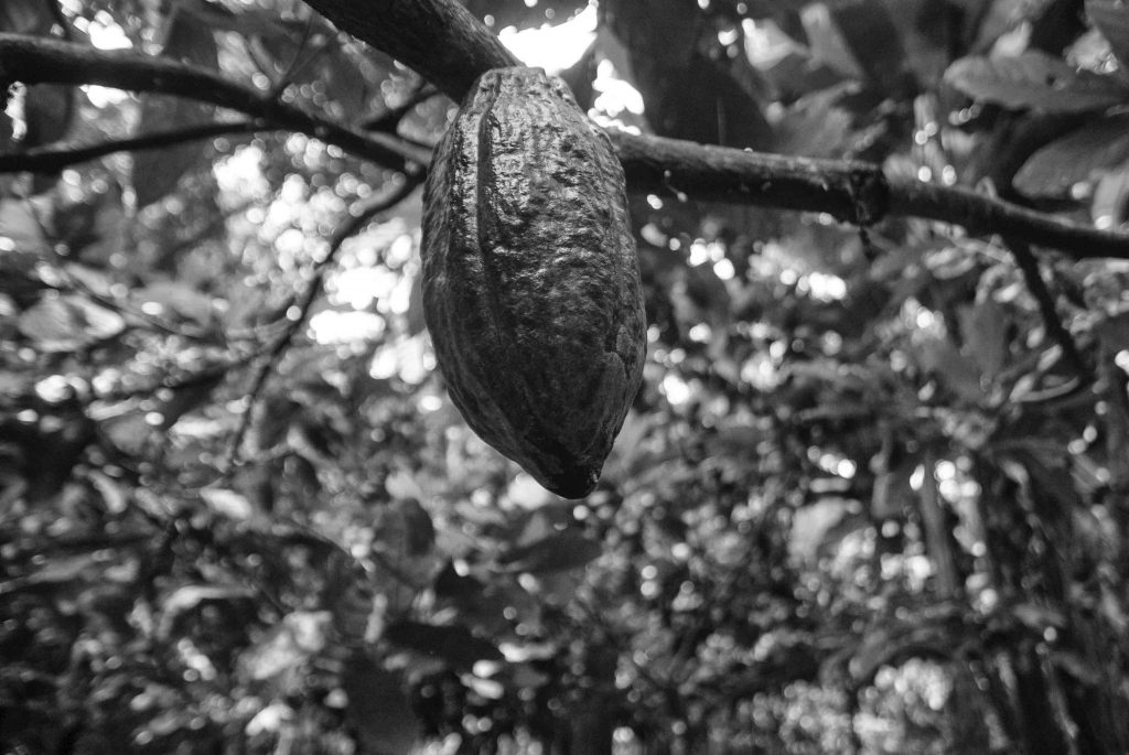 Canoabo es Cacao