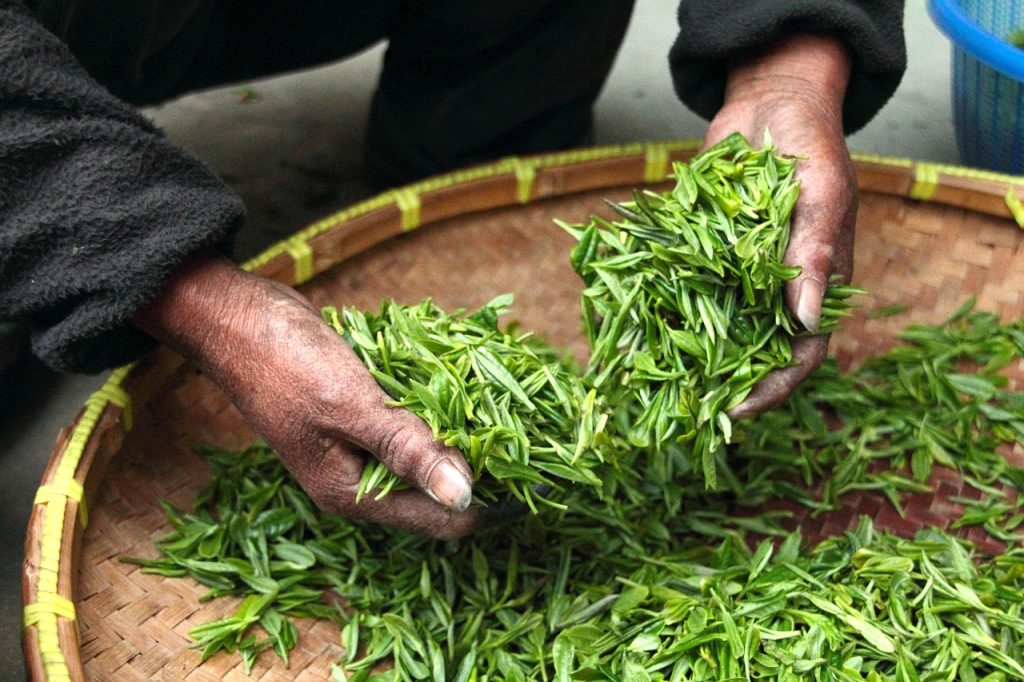 tea matcha