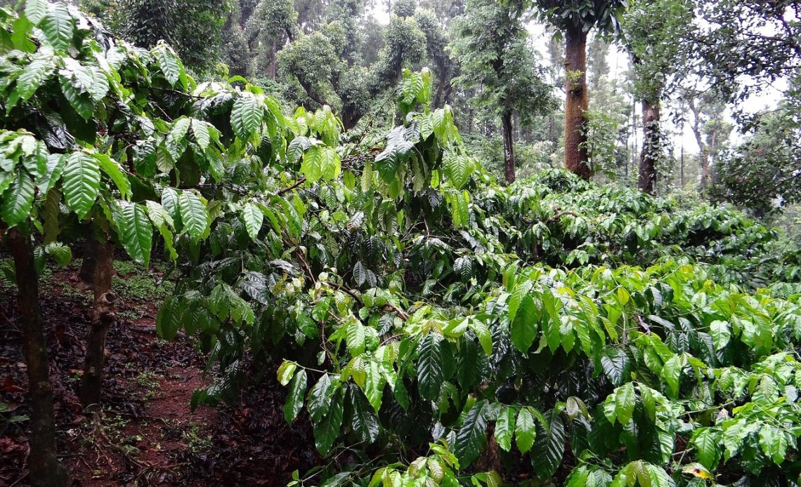 Caficultores durante el inicio de la zafra de café en Lara